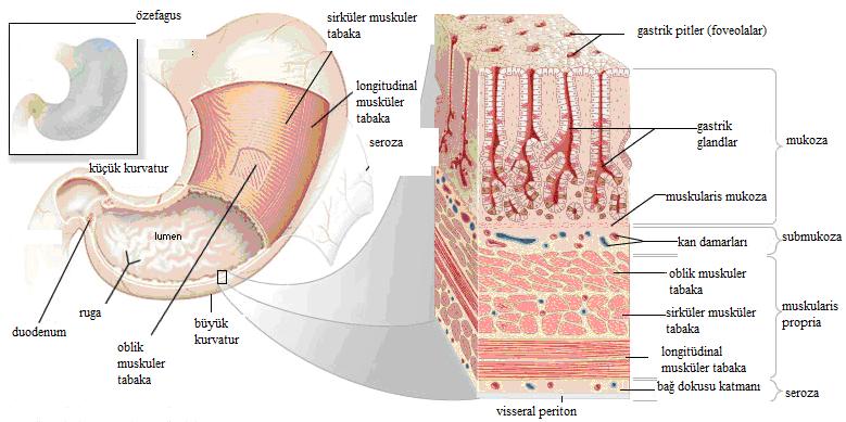 6 Sempatik ve parasempatik lifler küçük ve büyük kuruvaturdaki pleksusları meydana getirir.