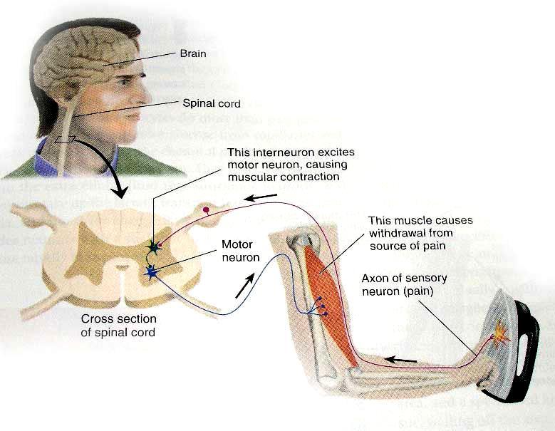 Sinirsel İletişim Uyandırıcı Sinapslar (Excitatory Synapses) Geri çekme refleksi sinir sisteminin nasıl yararlı bir işleve sahip olduğunu göstermek için iyi