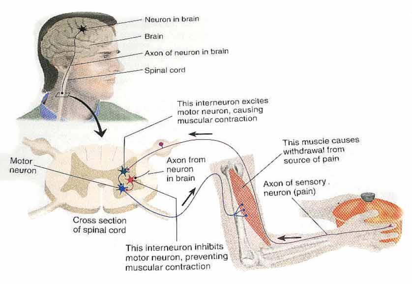Sinirsel İletişim Ketleyici Sinapslar (Inhibitory Synapses) Uyarılma, ketleme ile karşıt tepki ilişkisine sahiptir (bu örnekte ketleyici etki beyinden gelmektedir).