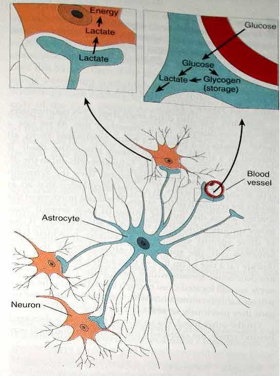 Destek Hücreleri Glia Birkaç glia hücre tipi bulunmaktadır: 1. Astrocyte (star cell) 2. Oligodendrocytes ASTROCYTES Nöronlara fiziksel destek sağlarlar.