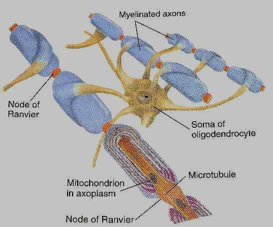 Destek Hücreleri Glia 1. Astrocyte (star cell) 2. Oligodendrocytes ASTROCYTES (devam...) Astrocytes aynı zamanda nöronları yerinde tutan bir ağ (matrix) oluşturur. Sinapsşarı izole eder.