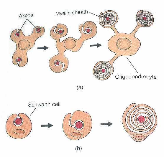 Destek Hücreleri Microglia Microglia glia hücrelerinin en küçüğüdür. Phagocytes olarak işlev görür. Beyinde bağışıklık sisteminin bir temsilcisi gibidir. Beyni mikroorganizmaların istilasından korur.