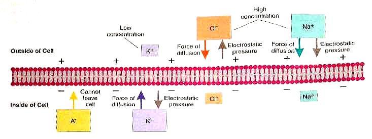 Bir Nöron İçerisinde İletişim Hücre-içi ve Hücre-dışı sıvıda İyonlar (Ions in the Extracellular and Intracellular