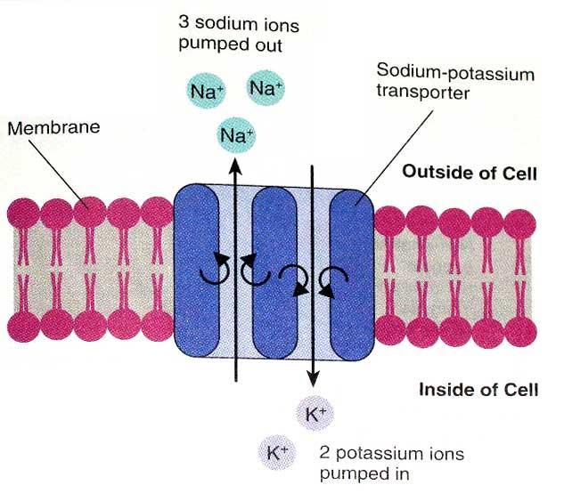 Bir Nöron İçerisinde İletişim Hücre-içi ve Hücre-dışı sıvıda İyonlar (Ions in