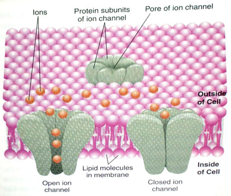 İyon Kanalları Membran çift katmalı lipid moleküllerinden oluşmuştur ve içerisinde çok farklı tipte proteim molekülleri yüzmektedir.