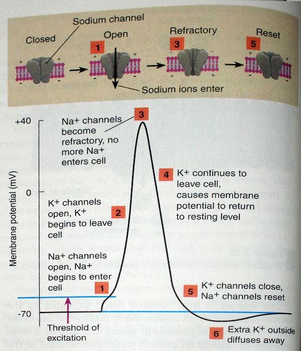 İyon Hareketleri (The Movements of Ions) 4. Membrandaki voltaj-bağımlı potasyum kanalları açılır, K + iyonları membranın içerisinden serbest bir şekilde hareket etmeye başlar.