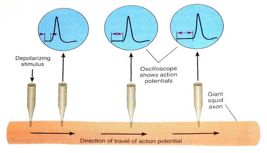 Aksiyon Potansiyelinin İletimi (Conduction of the Action Potential) Şimdi mürekkep balığı aksonu kullanarak axondan aşağı mesaj hareketini inceleyelim.