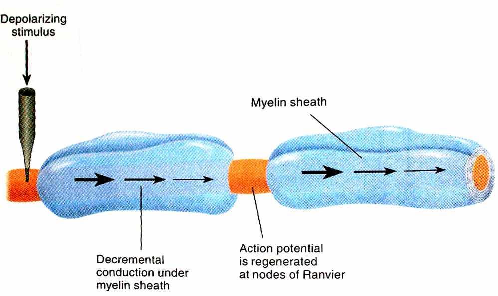 Aksiyon Potansiyelinin İletimi (Conduction of the Action Potential) Atlamalı İletim (Saltatory conduction): Aksonun miyelinli bölümleri hücredışı sıvıdan yalıtılmış olduğu ve tek açık bölümü de