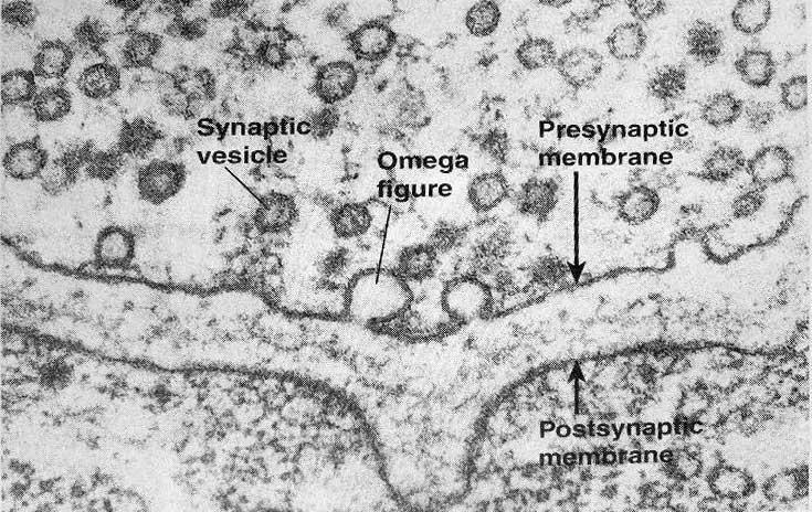 Sinaptik İletim (Synaptic Transmission) Taşıyıcı Maddenin Salımı (Release of Transmitter Substance)