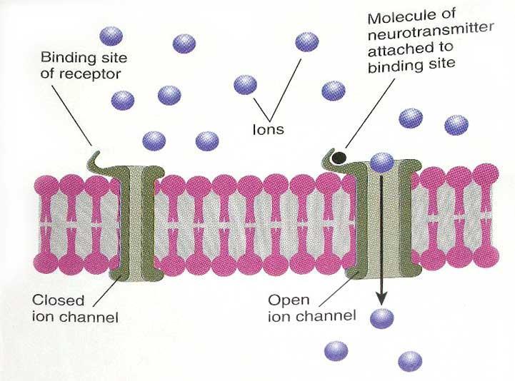 Sinaptik İletim (Synaptic Transmission) Reseptörlerin İyonik Reseptörler Tarafından Aktivasyonu (Activation of Receptors by Ionotropic