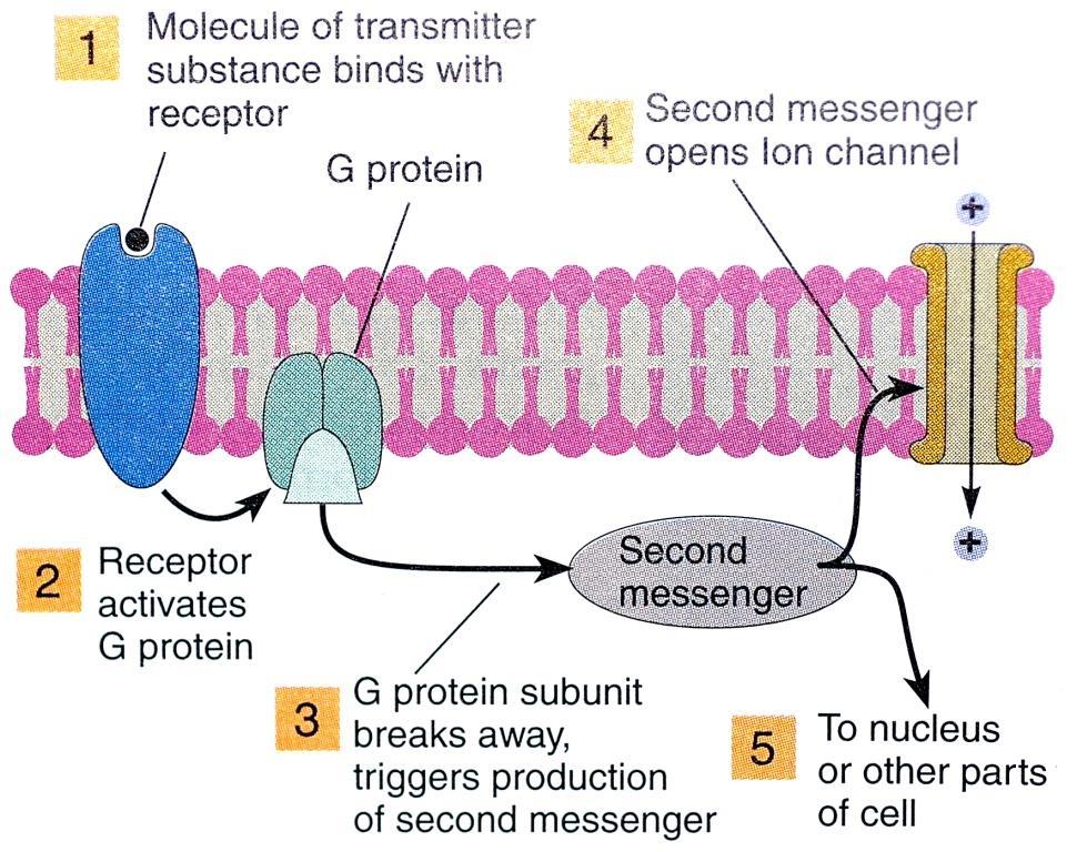 Sinaptik İletim (Synaptic Transmission) Reseptörlerin Metabotropik Reseptörler Tarafından Aktivasyonu (Activation of Receptors by Metabotropic Receptors):Dolaylı Yöntem (The Indirect Method)