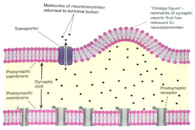 Sinaptik İletim (Synaptic Transmission) Postsinaptik Potansiyelin Sonlanması (Termination of the Postsynaptic Potential)