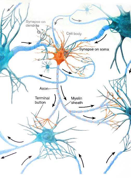 Nöronlar Bir nöron diğer nöronların aksonlarının terminal ayaklarından ve kendi akson terminal