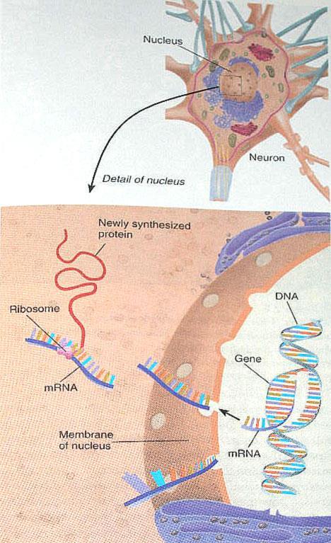 Protein Sentezi 1. Nucleolus ribozomları üretir. Ribozomlar protein sentezinde rol oynayan küçük yapılardır. 2. Kromozomlar (genler) mrna nın üretimine neden olur. 3.