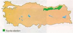 9.1.5. Doğu Ladini (Picea orientalis (L.) Link.) Doğu ladini, Kafkasya'da ve Türkiye de bulunur.