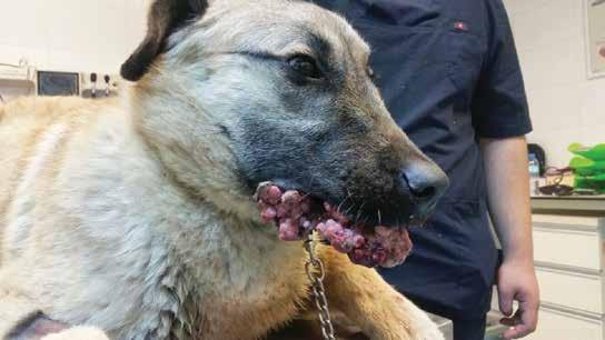 GİRİŞ: Canine oral papilloma, genellikle genç köpekleri etkilemektedir. Her türlü ırk ve cinsiyetteki köpekte görülebileceği ifade edilmiştir (Head ve ark., 2002).