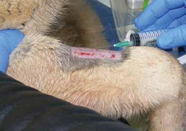 TARTIŞMA ve SONUÇ: Ülkemizde köpeklerde COPV enfeksiyonunun teşhis ve tedavilerine yönelik bilimsel araştırmalar yapılmıştır