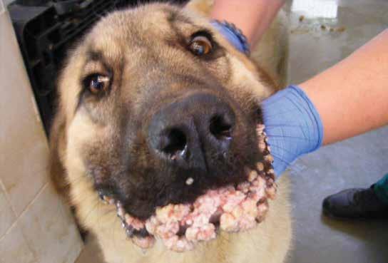 Klinisyenler, köpeklerde COPV enfeksiyonu olgularında da klinik teşhisle yetinmektedirler (Harvey, 1989).