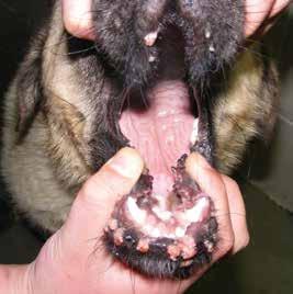 J Small Anim Pract, 37, 138 142. 6. Chambers VC, Evans CA. (1959). Canine oral papillomatosis. I. Virus assay and observations on the various stages of the experimental infection.