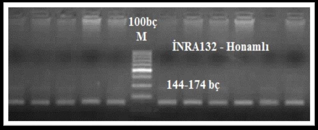 Belirtecinin PCR Görüntüsü