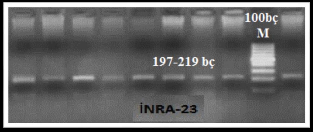 Şekil 4.9. INRA23 