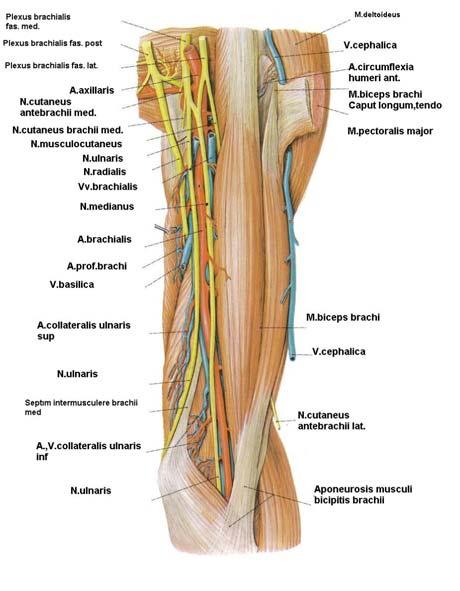 Şekil 3. Kolun anterior ve posterior kompartman elemanları (6). Humerus proksimali kemik yapı olarak anatomik boyun, cerrahi boyun, tüberkülüm majus ve tüberkülüm minus gibi oluşumları içerir.