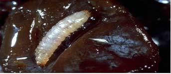 Şekil 3.2 Carpophilus hemipterus un 12 günlük olgun larvası 3.2.2.3 Pupa Böcek yetiştirme odasındaki kültürler günlük olarak kontrol edilerek olgunlaşan larvalar içinde bir miktar besin bulunan bir kavanoza alınmıştır.