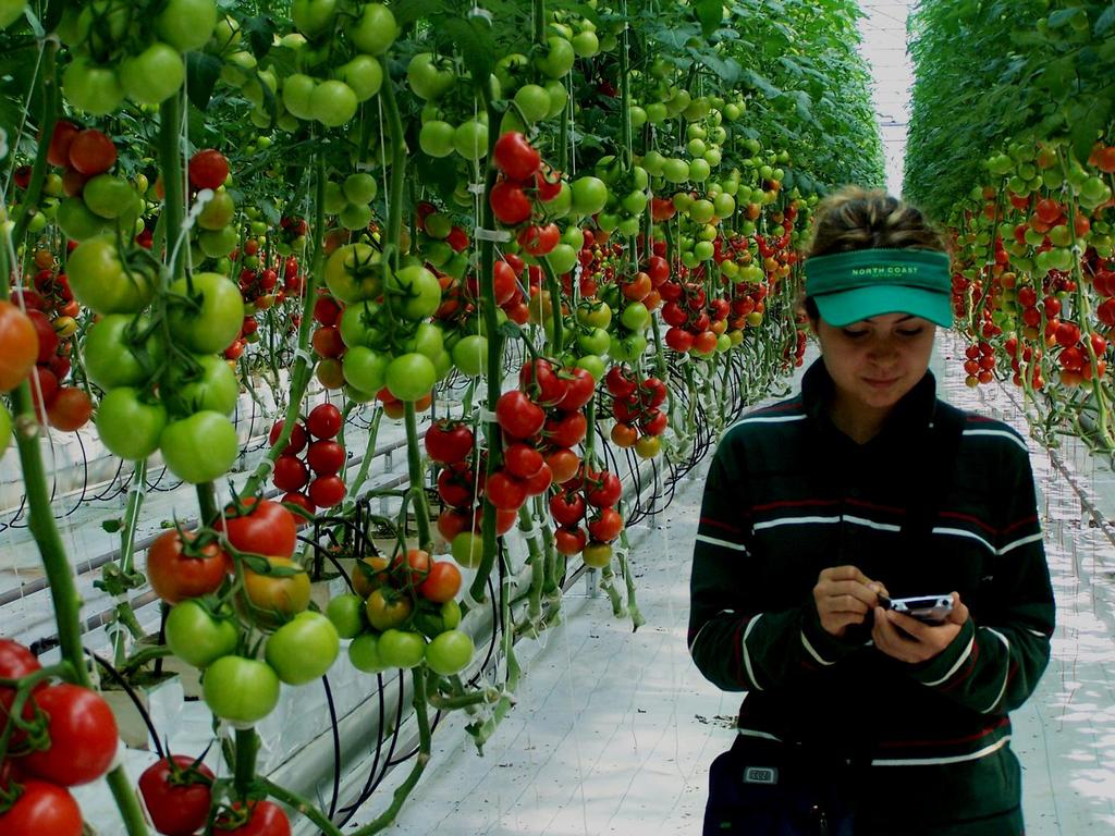 Üretimde Kayıt Yaş meyve ve sebzenin ancak 10 Milyon Tonu hallerde işlem görüyor Ne tüketici nede devlet Ürünleri izleme şansına sahip