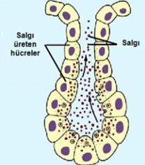 Bu salgılama türünde hücrelerin büyük bölümü varlığını korur. Ter bezlerinin çoğunluğu merokrin salgı yapar. Şekil 1.