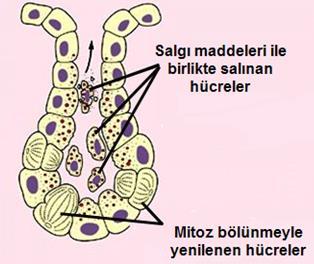 6: Holokrin salgı bezi 1.2.3.1. Yağ Bezleri (Glandula sebacea) Bunlar çoğunlukla basit alveoler bezlerdir.