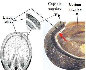Cansız (boynuzsu) tırnak (capsula ungulae): Üçüncü parmak kemiğini (phalanx tertia = distalis) ve etrafındaki dokuları kuşatan epidermis hücrelerinin boynuzlaşması sonucu oluşmuştur.
