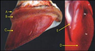 Corium cuneale: Corium ungulae nin taban yastığını örten kısmına denir. Taban yastığının çukurluğunu örterek toruslara doğru yayılır ve corium limitans ile karışır.