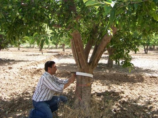 olduğu gibi ağaç gövdelerine (ana dal altı) yerden yaklaşık 50 cm yüksekliğe, şerit halinde oluklu mukavvalar yerleştirilmiştir.