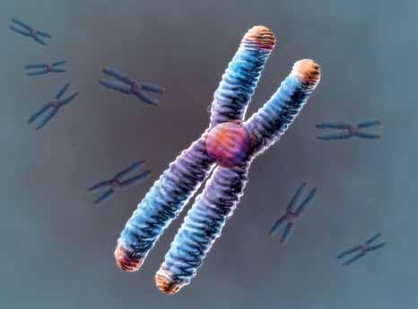 Basit yapılı hücrelerin, örneğin bakterilerin halka şeklindeki DNA larından farklı olarak ökaryotik hücrelerin (zarla çevrili bir çekirdeği ve başka organelleri olan hücreler) DNA larının yapısı