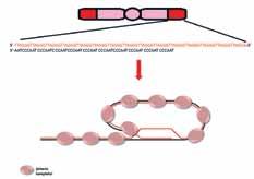 görüldüler. İnsan telomerlerinin şematik gösterimi İnsan telomerlerinin yapısı İnsan telomerleri ardışık TTAGGG tekrarlarından oluşuyor. Bu tekrarların uzunluğu ortalama 10.000-15.000 baz çifti kadar.
