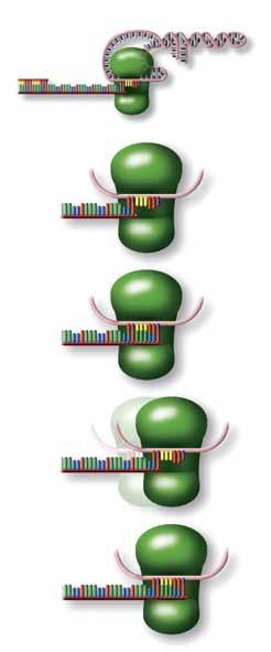 Telomerler ve hücresel yaşlanma: Uzun yaşamın sırrı çözüldü mü? Günümüzde yaşlanmaya neden olan moleküler mekanizmalar ile ilgili farklı kuramlar var.