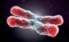 Kromozomlarımızın Uçlarındaki Moleküler Sayaçlar: Telomerler Telomer kısalması Bölünme Normal hücre Bölünme Kontrol proteinlerinin çalışmadığı hücre Telomerazını etkinleştirerek ölümsüzleşen hücre