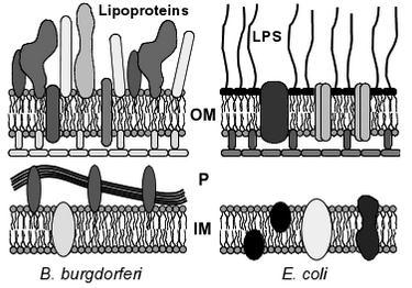 ġekil 1. B. burgdorferi ve Escherichia coli nin membranlarının karģılaģtırması (Kahl ve ark, 2002). Resim 2. B. burgdorferi nin elektromikroskopta dıģ membran kabarcıkları (Barbour ve ark, 1986).