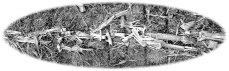 Bitkisel özelliklerle ilgili yapılan gözlem ve ölçümler Biyokütle ölçümü: Hasat öncesi, deneme alanındaki mısır bitkisinin yüksekliğinin ve saplarının çapı belirlenmesi için parsellerden tesadüfî