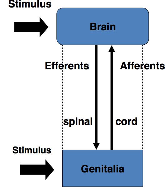 Beyin-genital etkileşim Beyinden çıkan efferent