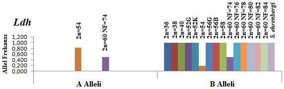 Bu allellerden en hızlı hareket eden Mpi A alleli S. ehrenbergi haricinde bütün populasyonlarda bulundu.