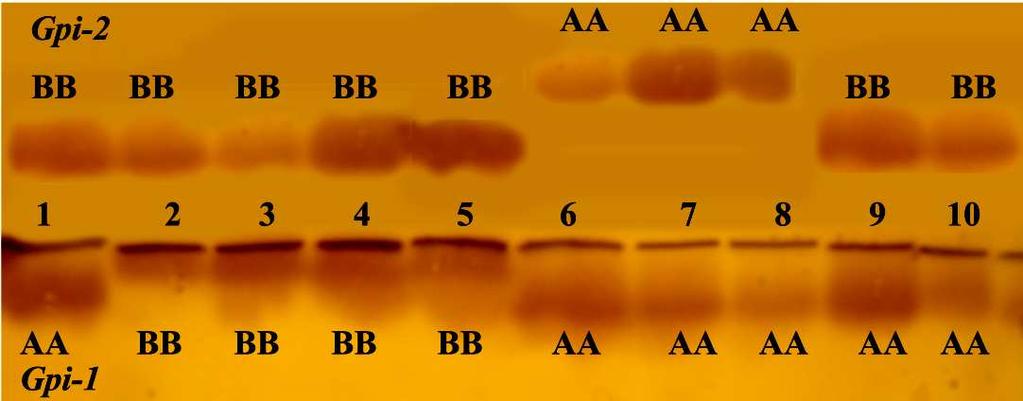 Şekil 4.33 Nişasta jel elektroforezi ile görülen Gpi fenotipleri, 1-5, 9-10: 2n=58 (Niğde); 6-8: 2n=38 (İzmir) Şekil 4.
