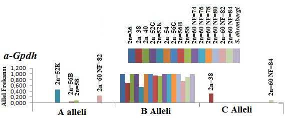 Aldolaz (E.C.1.1.1.8) Çalışılan örneklerde bu enzim tek bir allele fikse olan bir lokus ile karakterizedir.