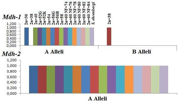 Şekil 4.42 Mdh enziminde görülen allellerin kromozomal formlarda dağılımı 4.3.14