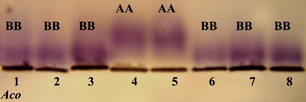 Bunlardan Aco A alleli sadece 2n=38 (İzmir) ve 2n=40 (Yeşildağ, Yenişarbademli) kromozomal formlarda bulunmaktadır.