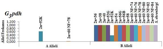 Şekil 4.49 Nişasta jel elektroforezi ile görülen G3pdh fenotipleri, 1-13: 2n=52 (Bolu) Şekil 4.50 G3pdh enziminde görülen allellerin kromozomal formlarda dağılımı 4.3.18 Aspartat Amino Transferaz (E.