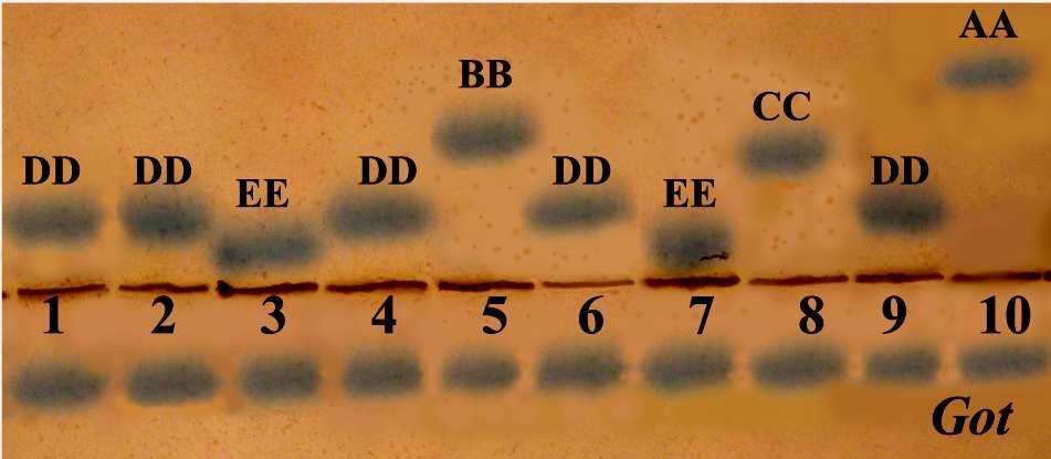 kromozomal formlarda bulundu. Got-1 B alleli, 2n=52 (Bolu) ve 2n=60 kromozomal forma ait bütün populasyonlarda belirlendi. Got-1 C alleli, 2n=58, 2n=60 NF=82, S.