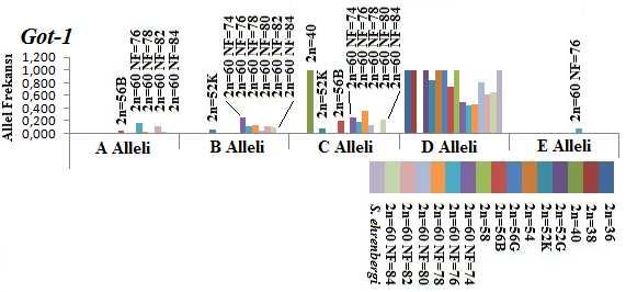 Got-1 D alleli, 2n=40 (Yeşildağ ve Yenişarbademli) kromozomal form hariç bütün populasyonlarda bulundu.
