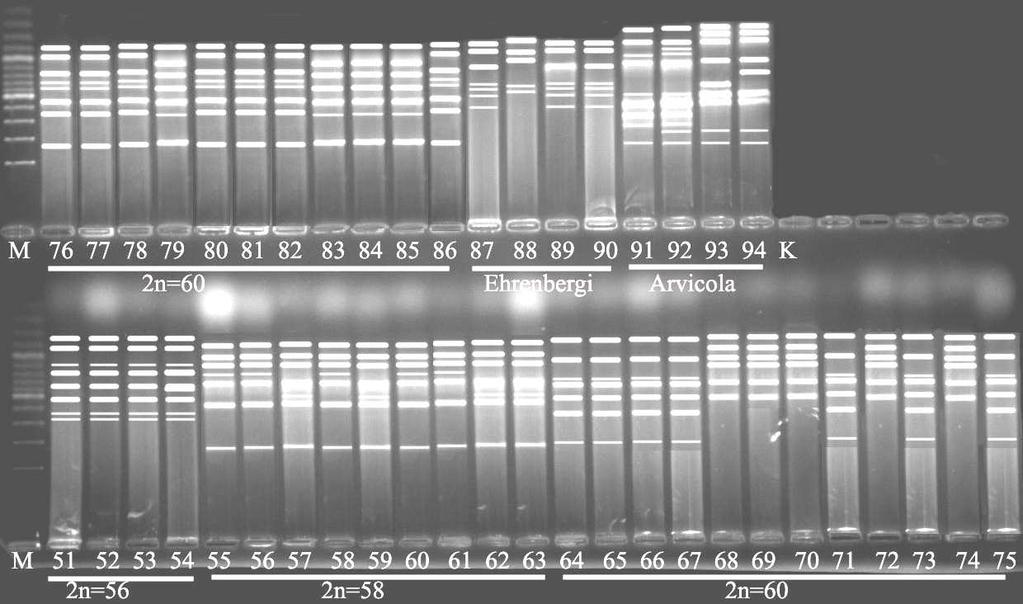 4.5 RAPD Analiz Sonuçları Diploit kromozom sayısın (2n), kromozom kol sayısı (NF) ve lokalitelere göre oluşturulan 17 populasyonun, 11 primer kullanılarak RAPD analizi yapıldı.