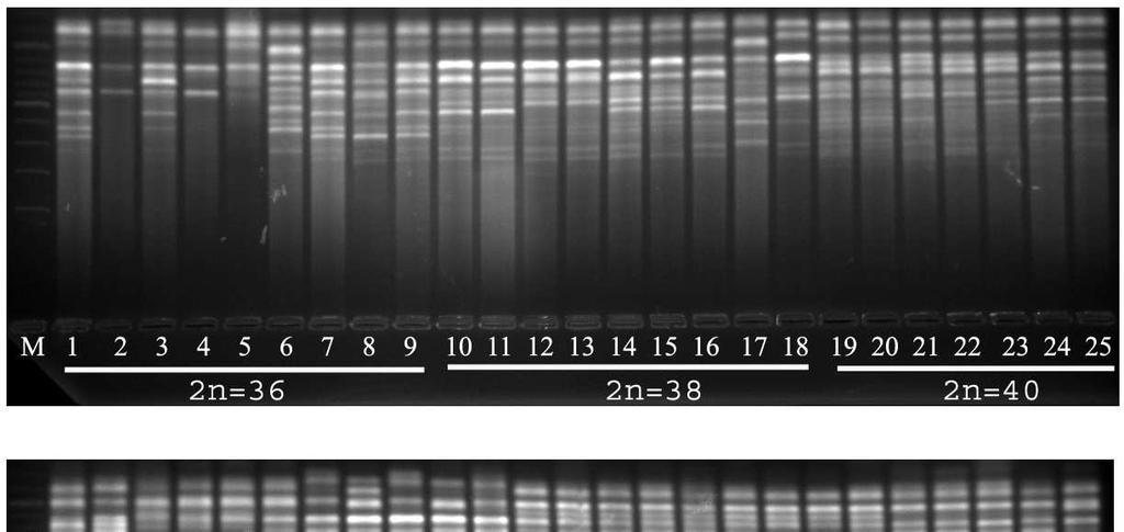 EK 3 RAPD-DNA